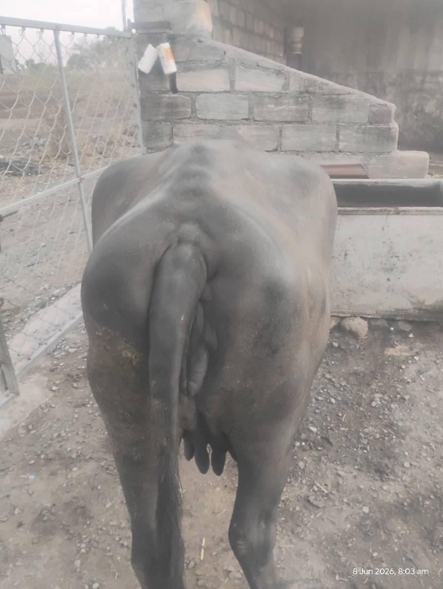 ભેંસ વેચવાની છે