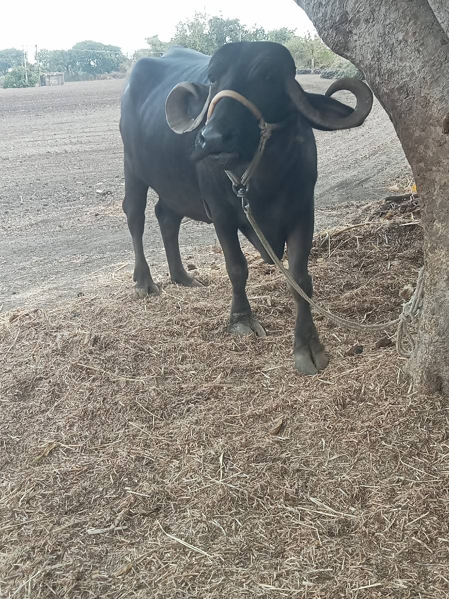 બીજા વેતર ભેંસ છે