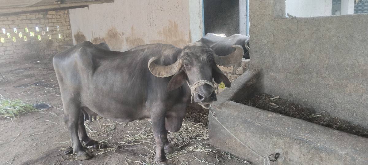 ચોથા વેતર માં છે