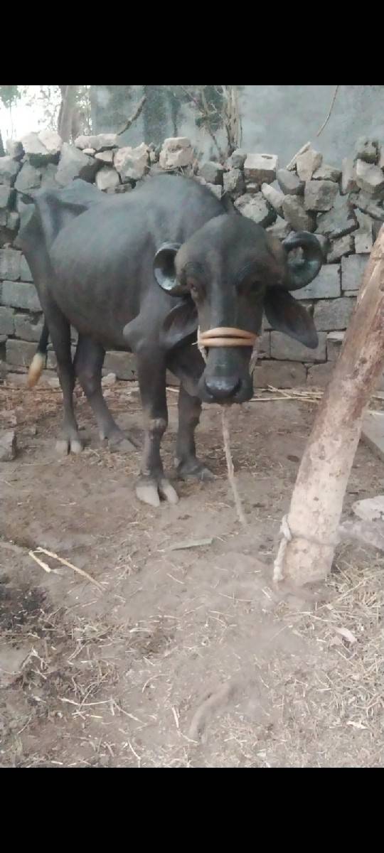 ખડેલી વેચવાની છે