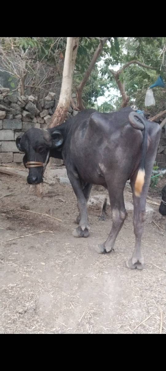 ખડેલી વેચવાની છે