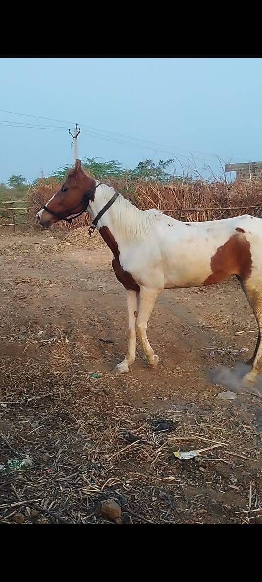 ઘોડી વેચવાની છે સાટા કરવાના છે