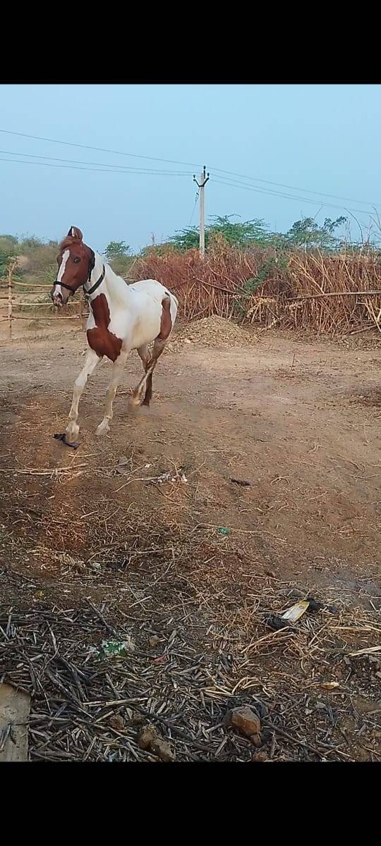 ઘોડી વેચવાની છે સાટા કરવાના છે