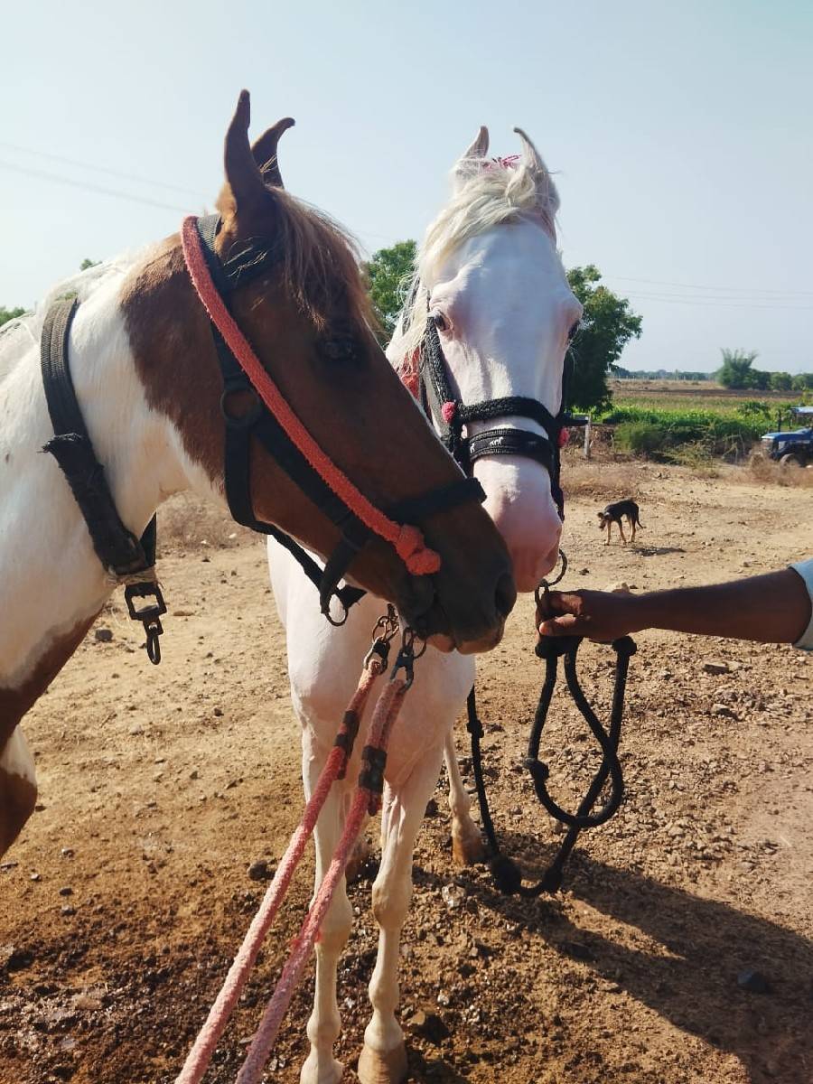 ઘોડી વેચવાની છે સાટા કરવાના છે