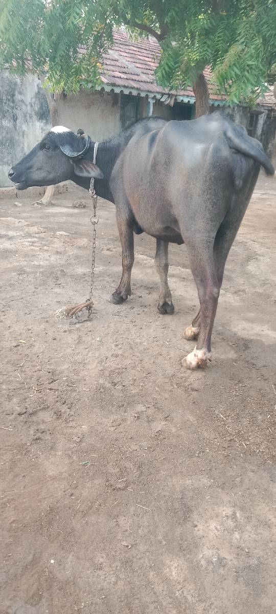 ખડેલી વેચવાની છે