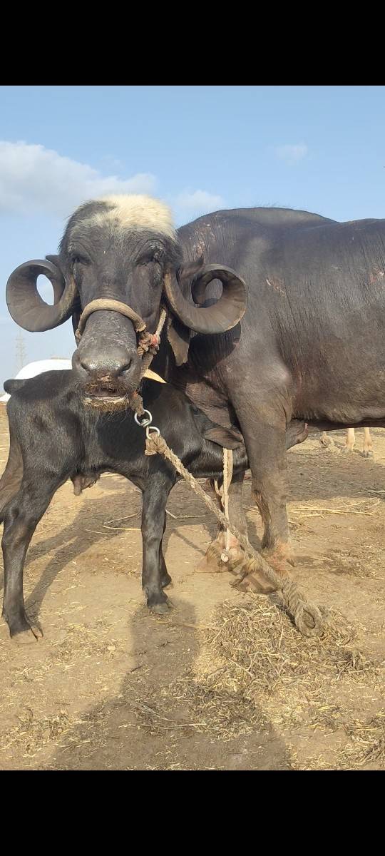 ભેંસ વેચવાની છે