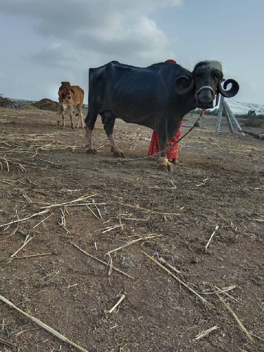 ભેંસ વેચવાની છે
