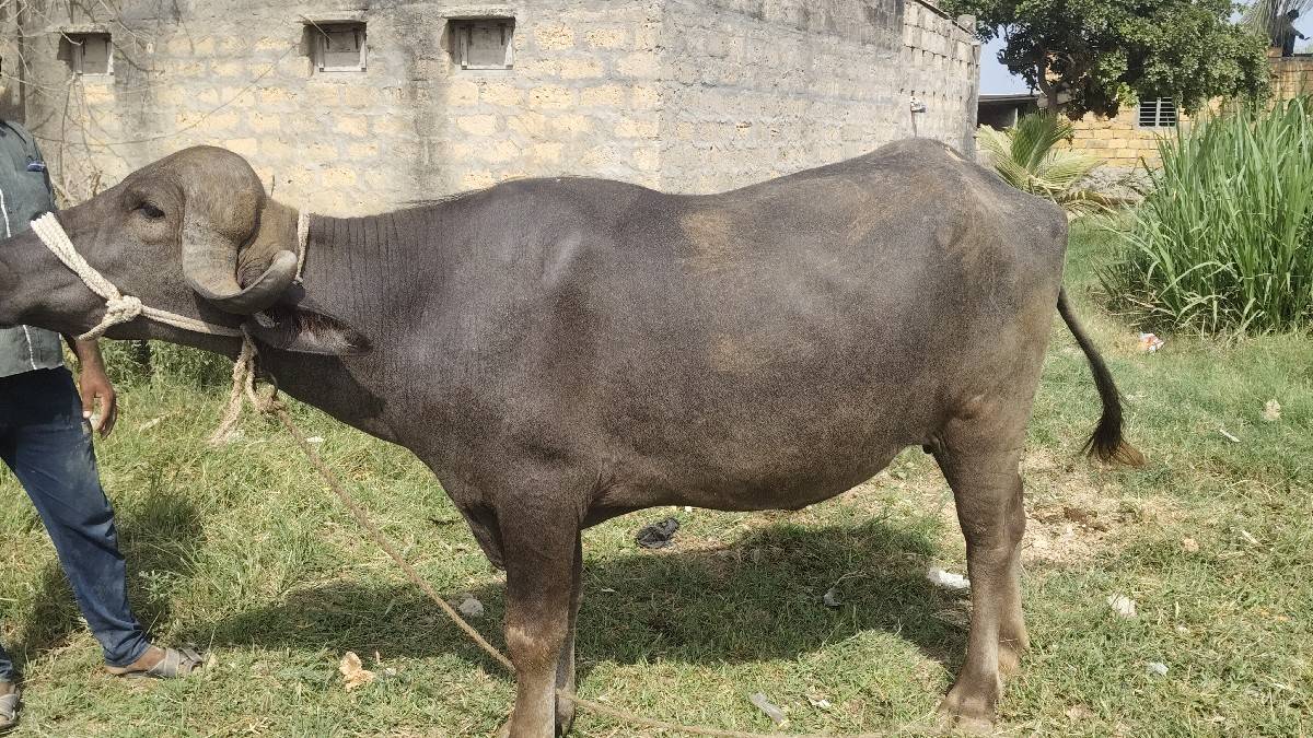 ચાર દાંતે છે