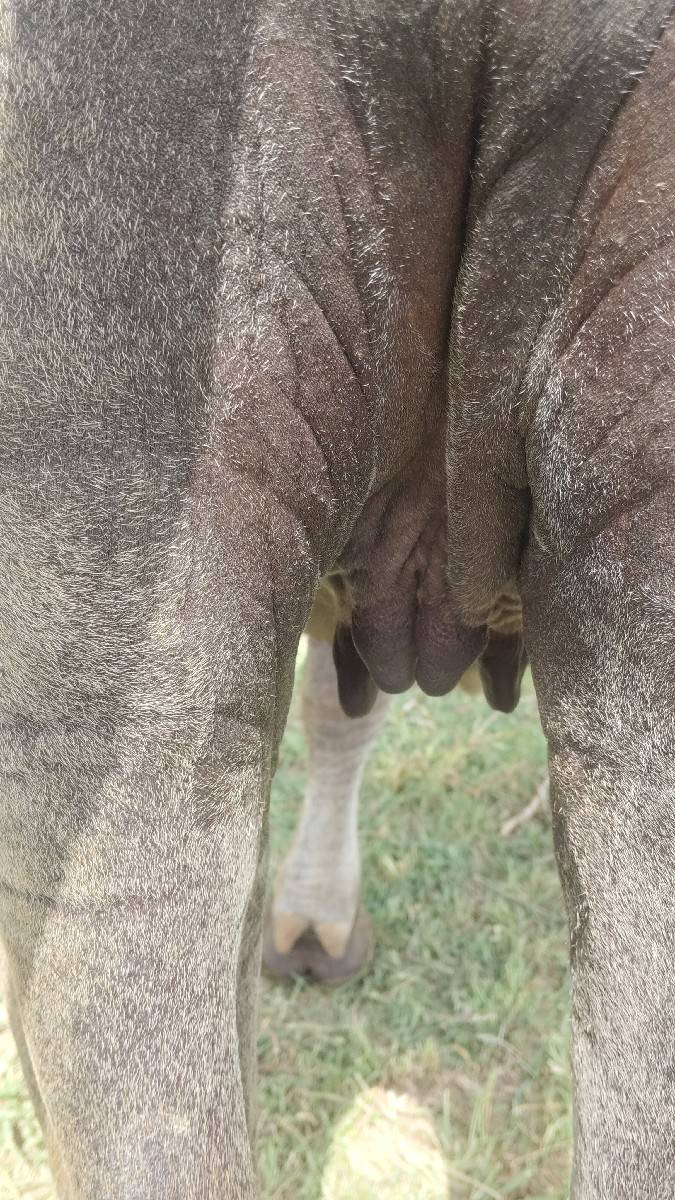 ચાર દાંતે છે