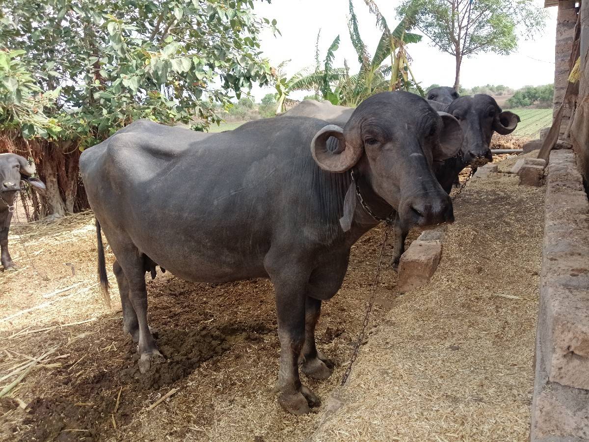 ભેંસ વેચવાની છે