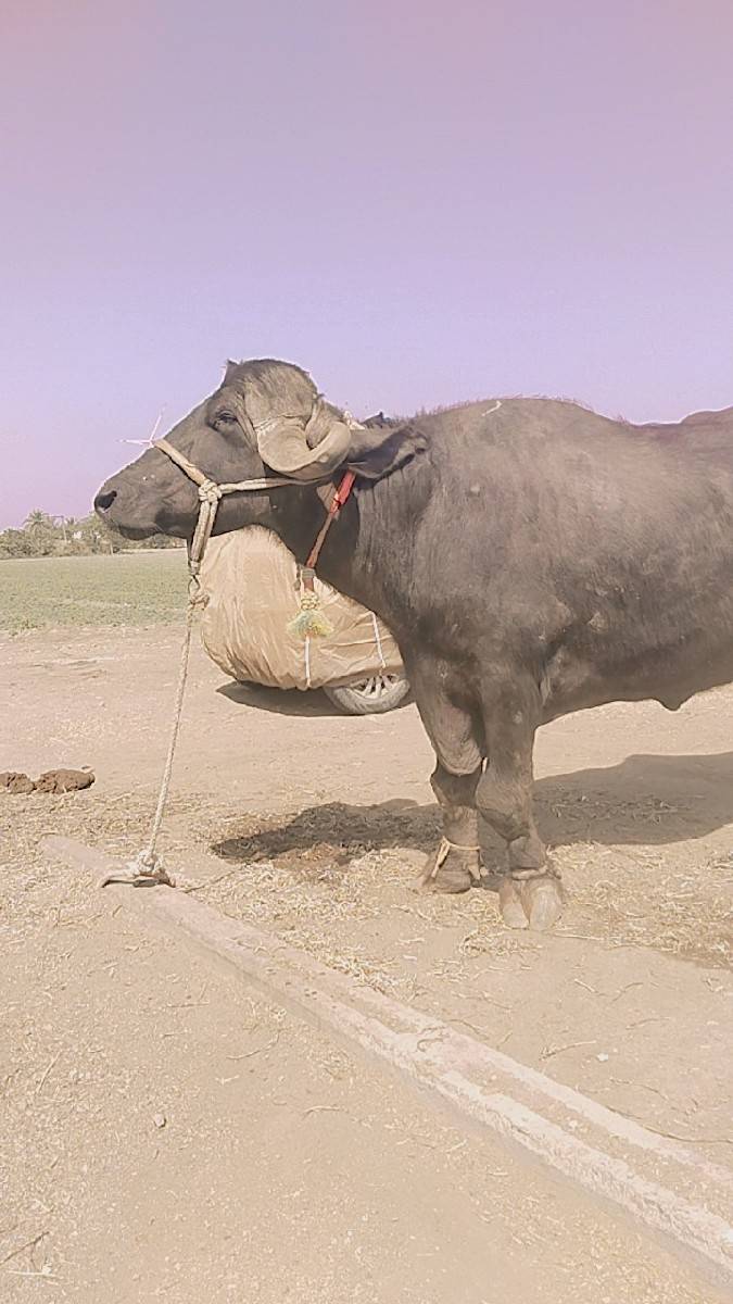 જય માતાજી