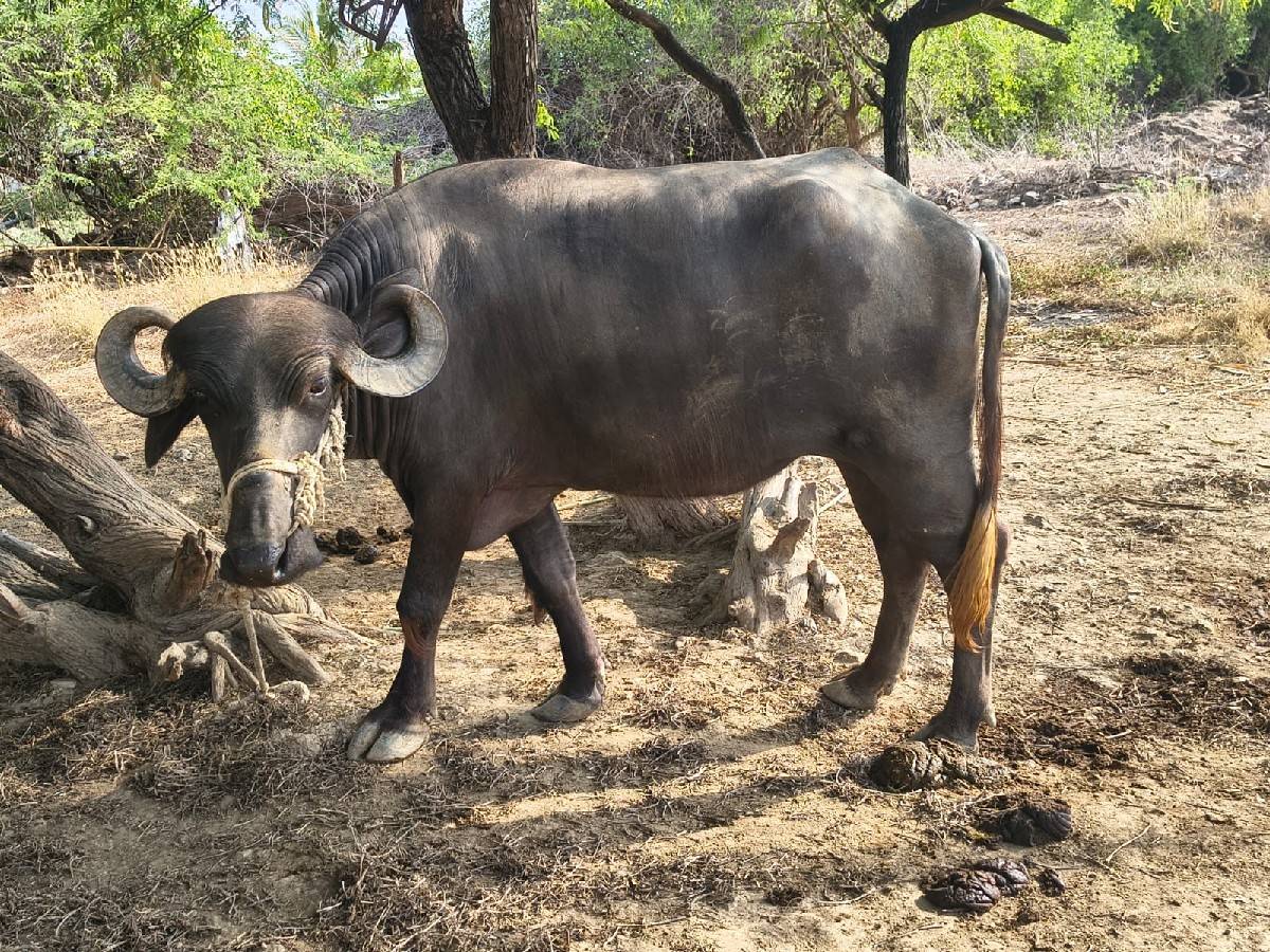 ખડેલું વેચવાનું છે