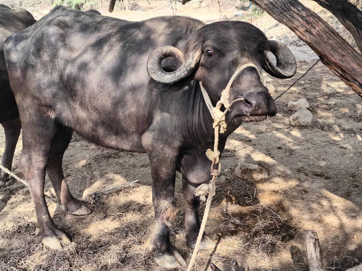 ખડેલું વેચવાનું છે