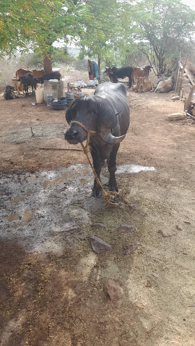પાડો વેચાણ છે