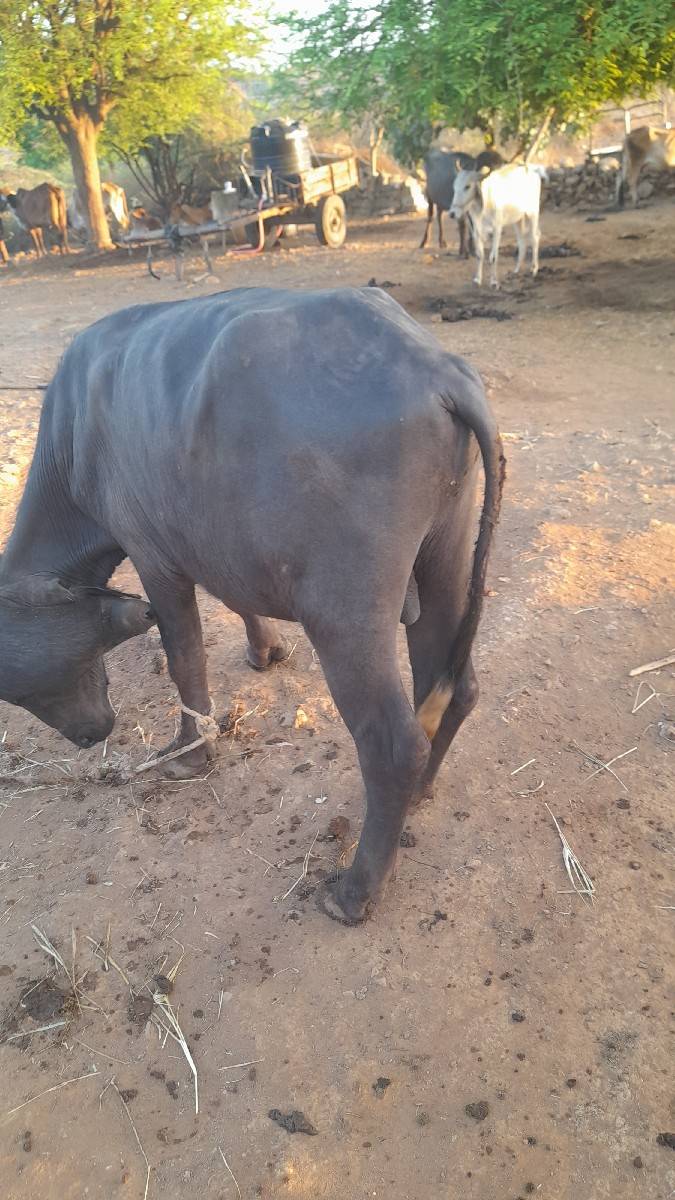 પાડો વેચાણ છે