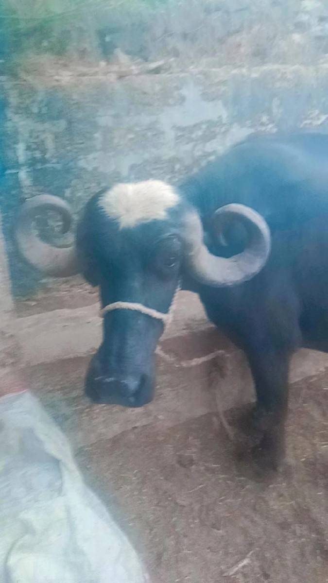 ભેંસ વેચવાની છે બે મહિનાની ઘભણી