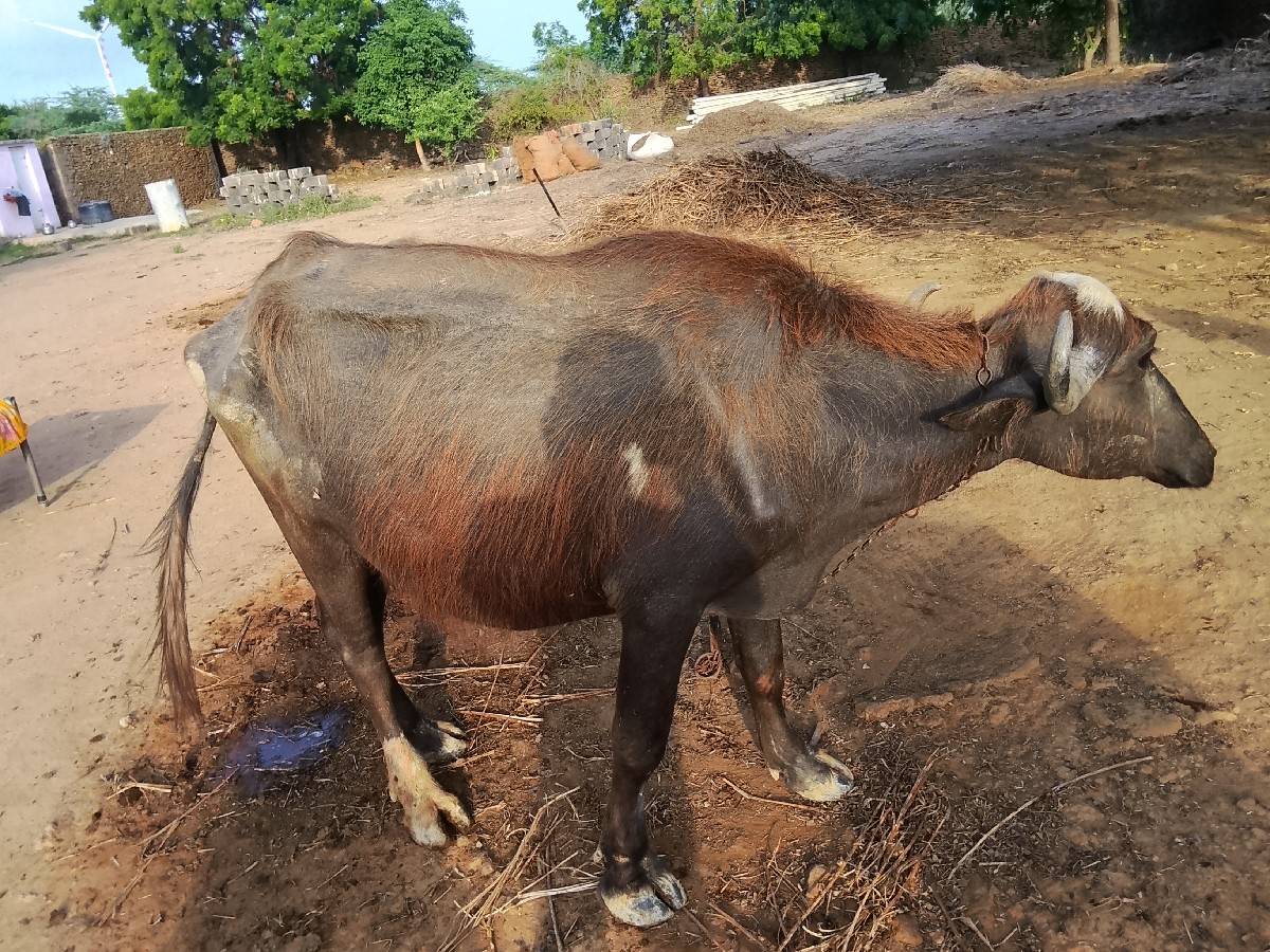 પાડી વેચવાની છે