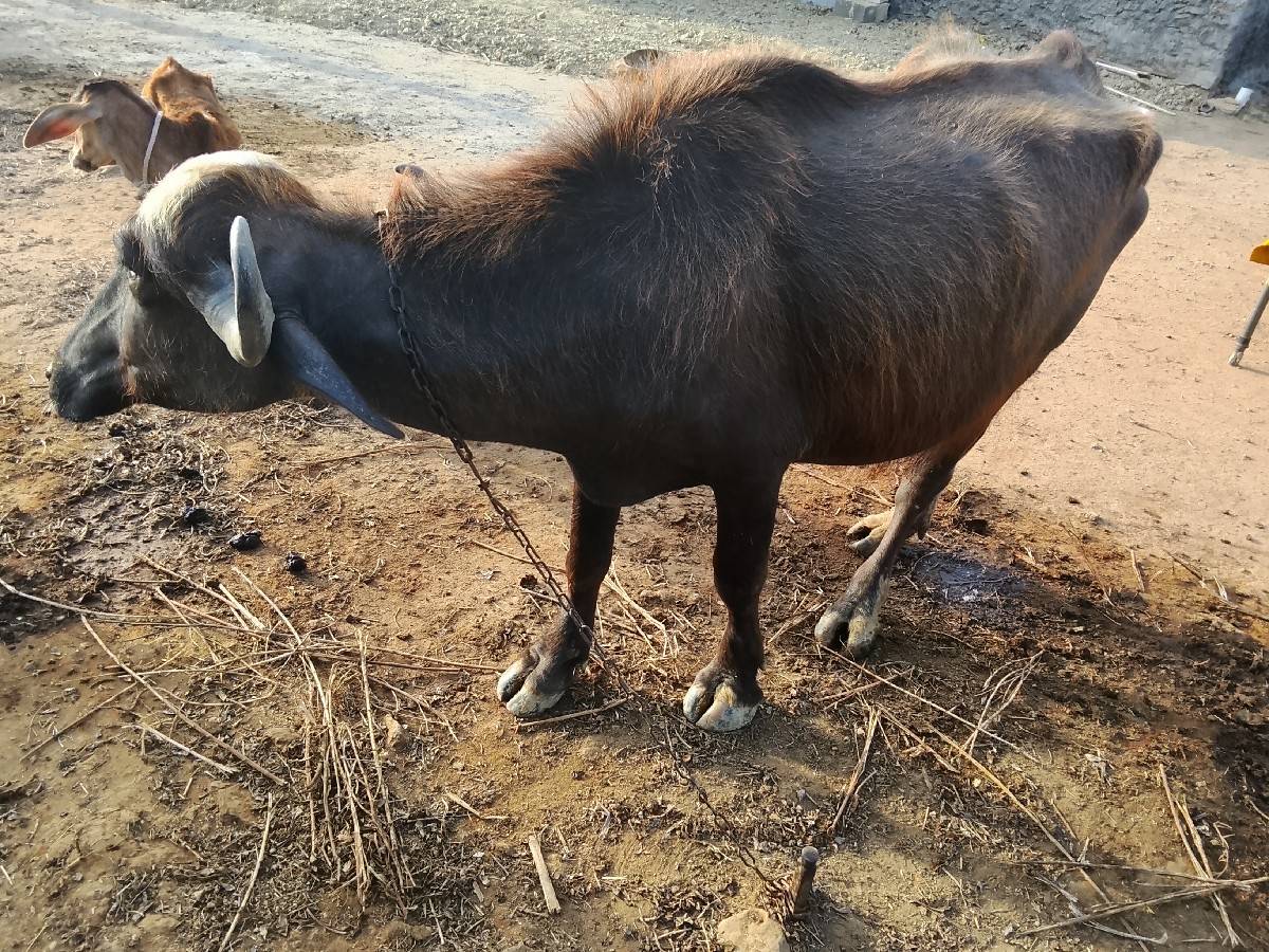પાડી વેચવાની છે