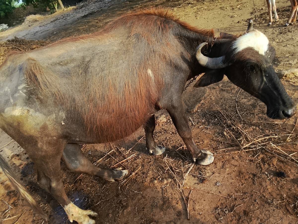 પાડી વેચવાની છે