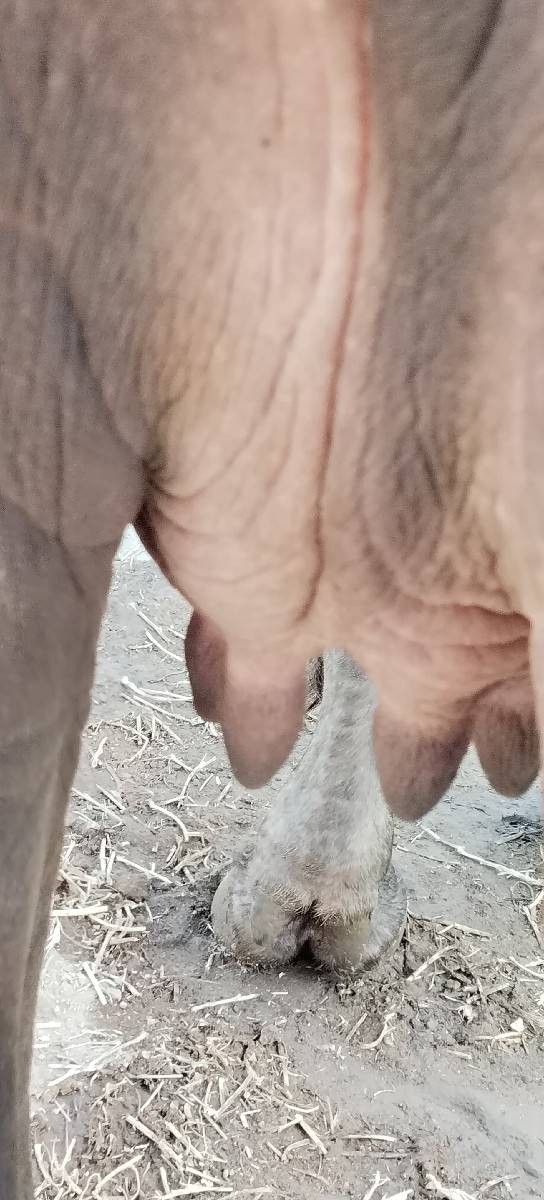 ખડેલી વેચવાની છે