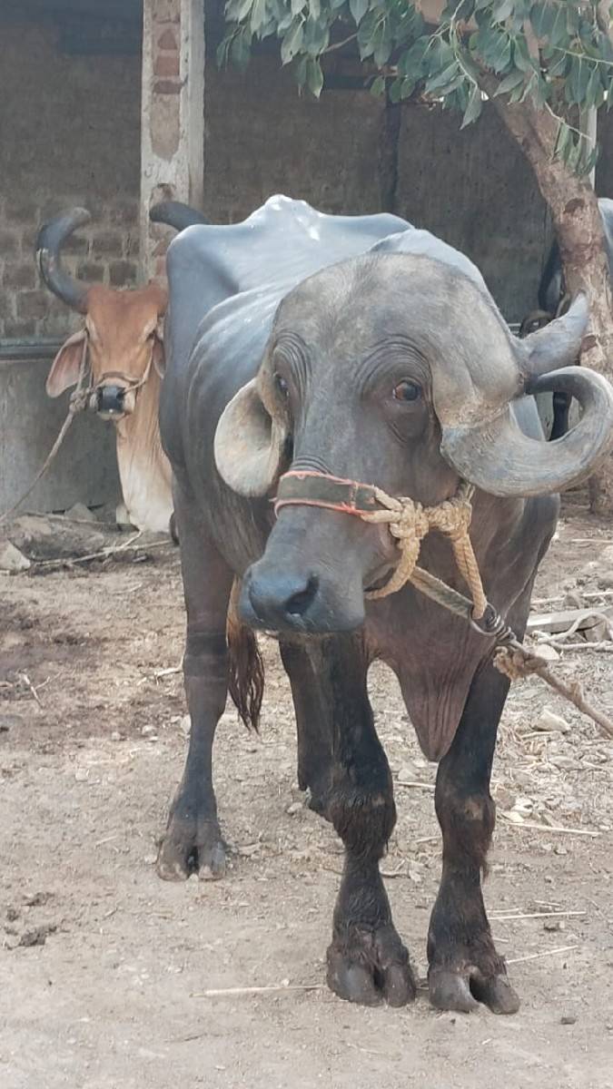 ખડેલી વેચવાની છે