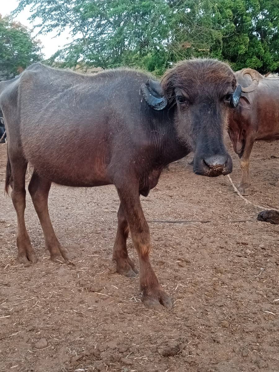 મેશુરભાઇ૯૦૧૬૫૭૮૯૨૨