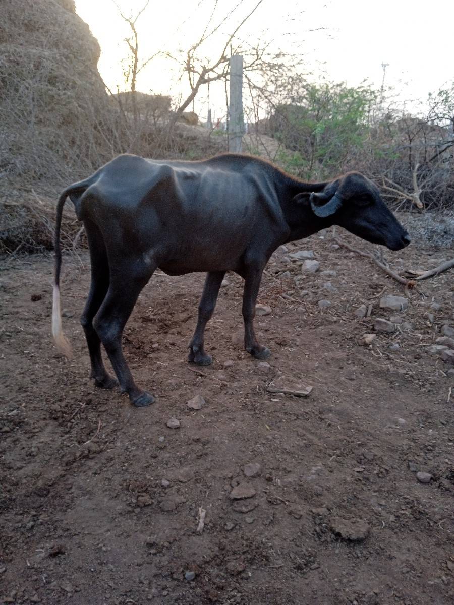 મેશુરભાઇ૯૦૧૬૫૭૮૯૨૨