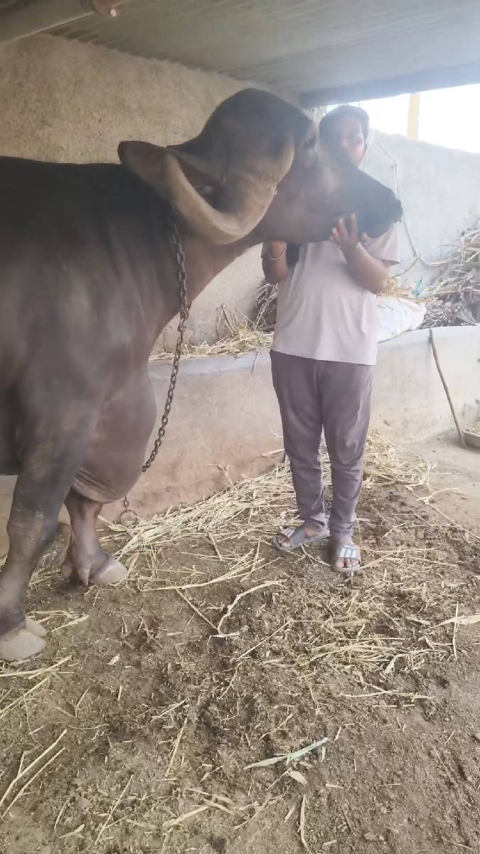 બીજુ વેતર છે