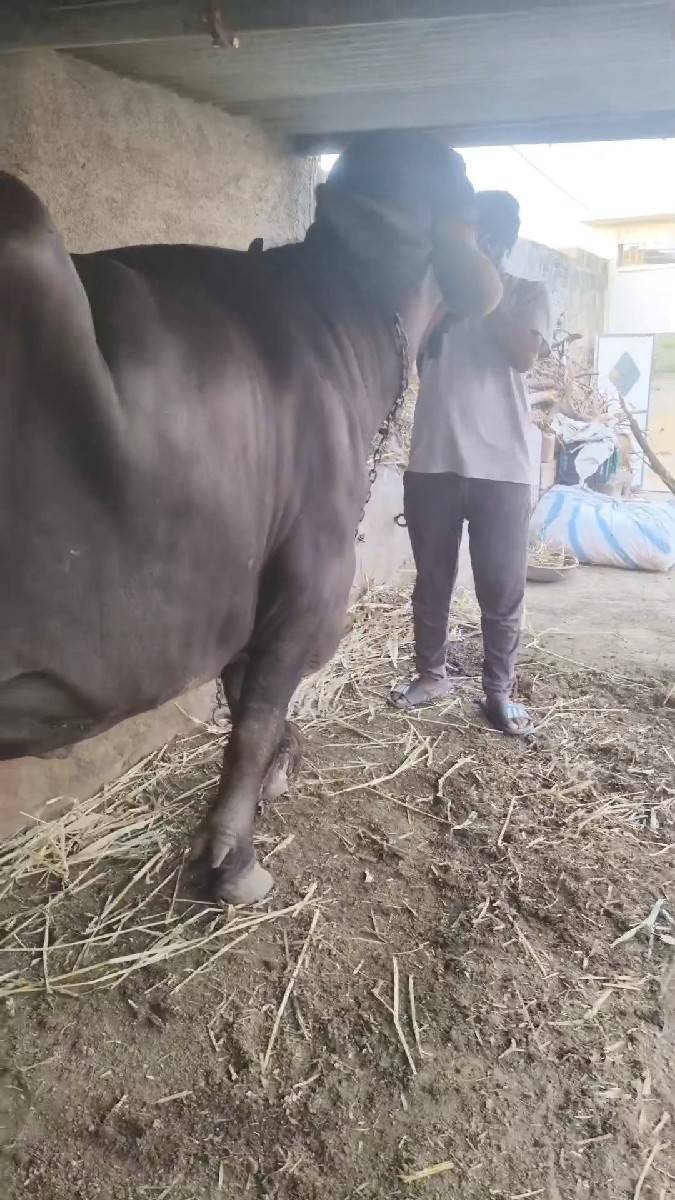બીજુ વેતર છે