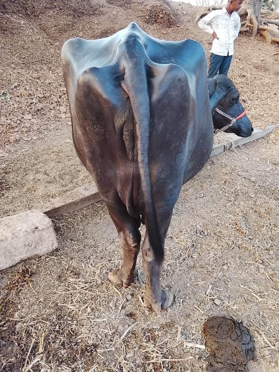 આ ભેંસ વેતર માટે છે 15 દિવસની કાચી