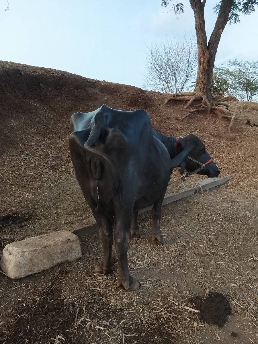 આ ભેંસ વેતર માટે છે 15 દિવસની કાચી