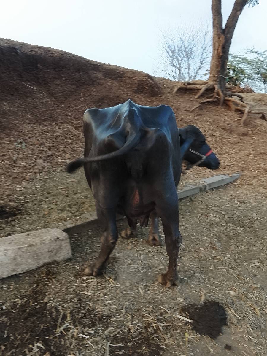 આ ભેંસ વેતર માટે છે 15 દિવસની કાચી
