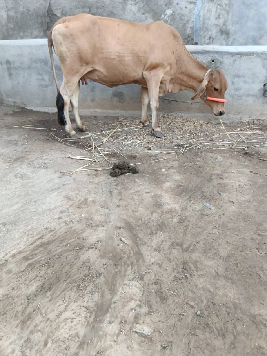 25 દીવસ ની કાચી