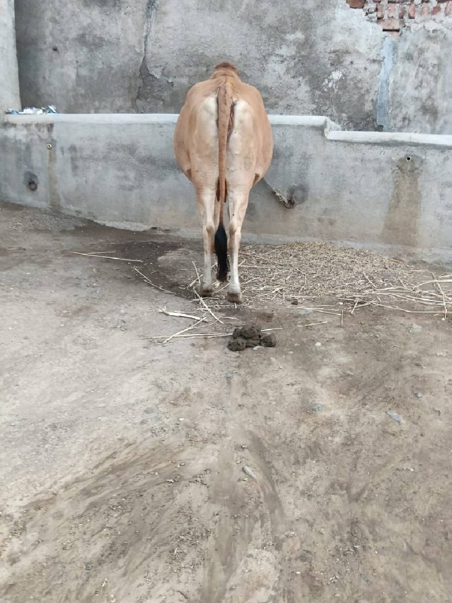 25 દીવસ ની કાચી