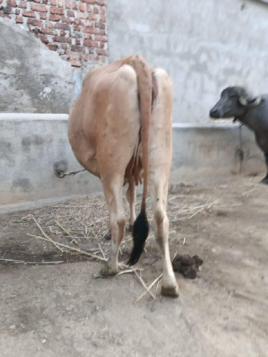 25 દીવસ ની કાચી