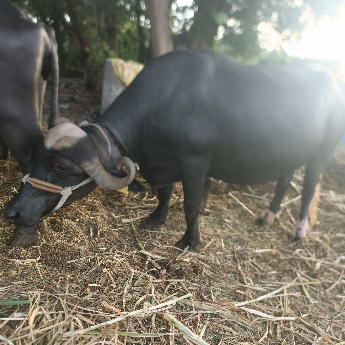 bhagari  bhesh vech vani che
