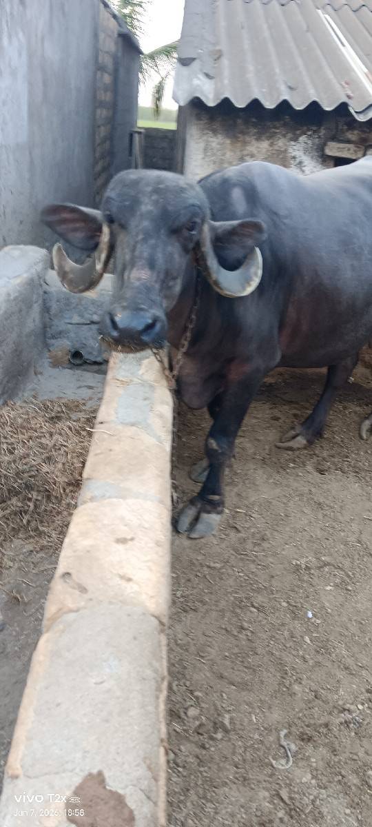 પાસાભાયસિધલ