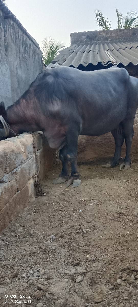 પાસાભાયસિધલ