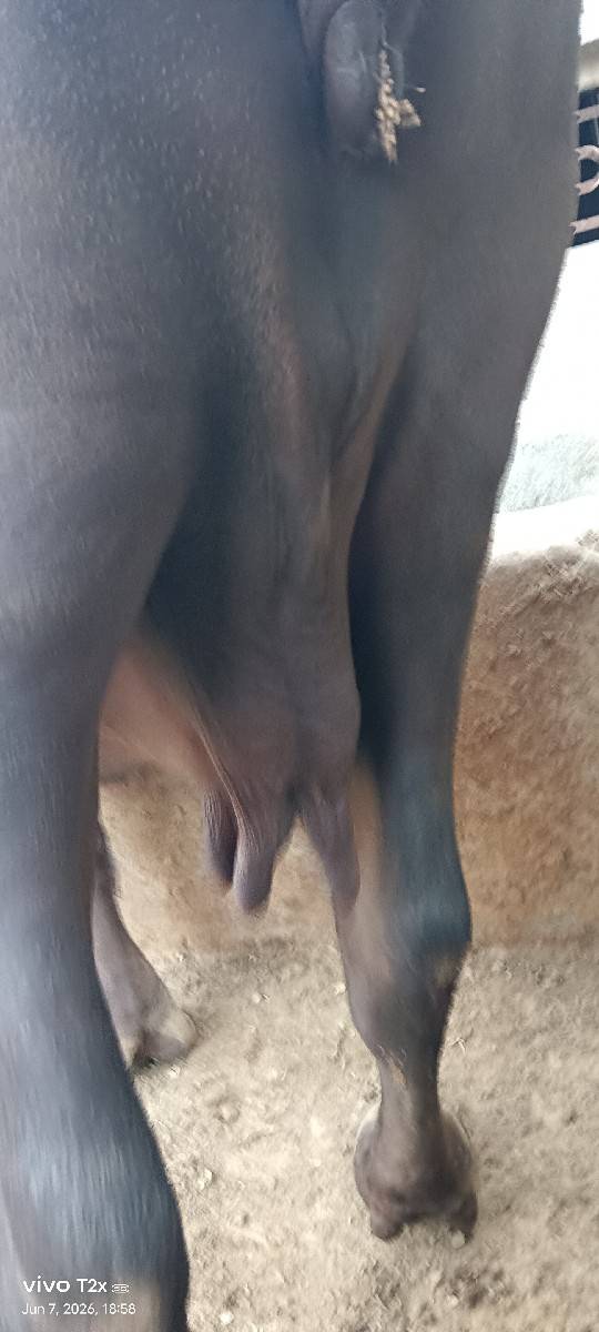 પાસાભાયસિધલ