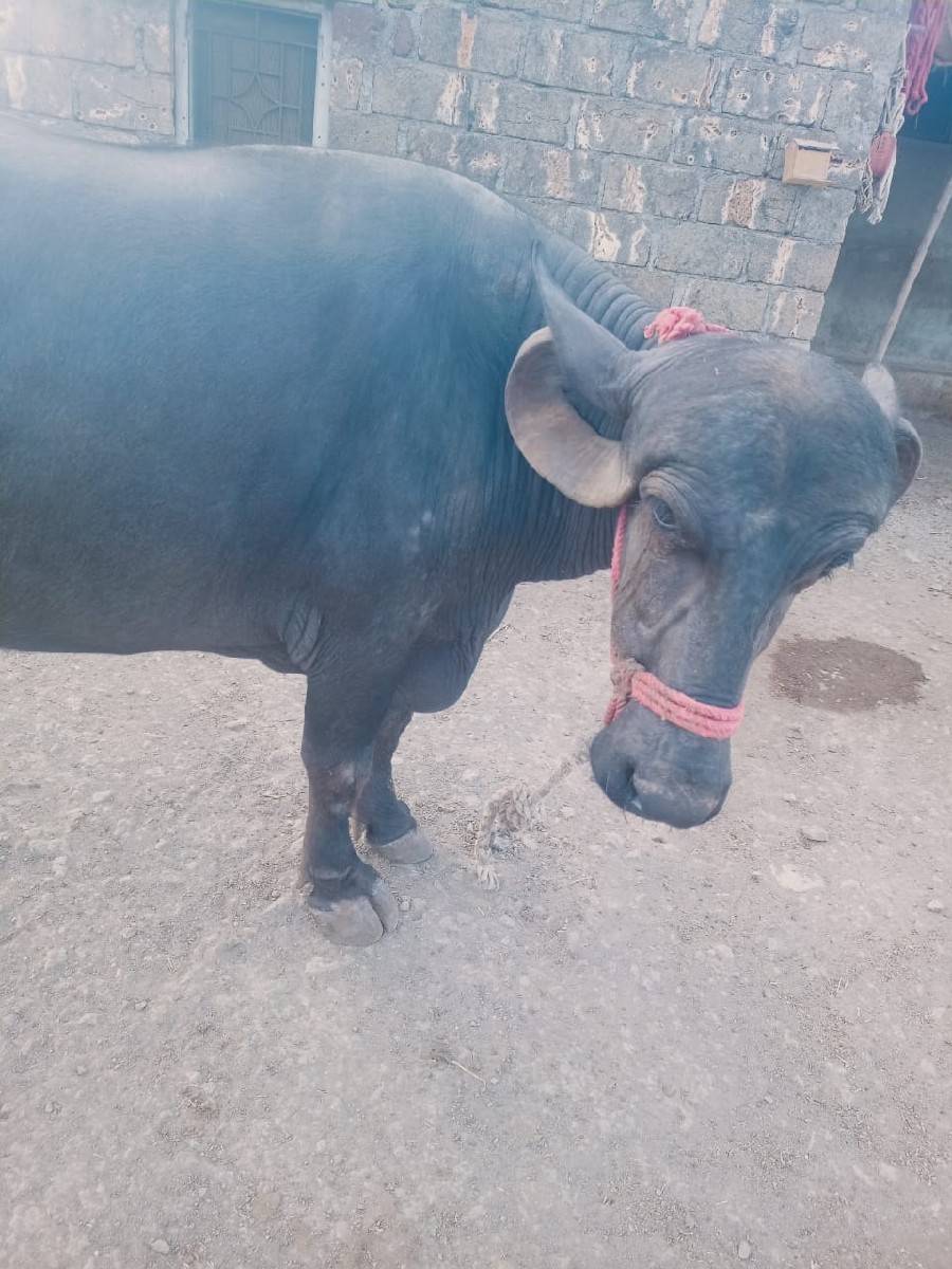 બિજુ વેતર વાયાણલ છ