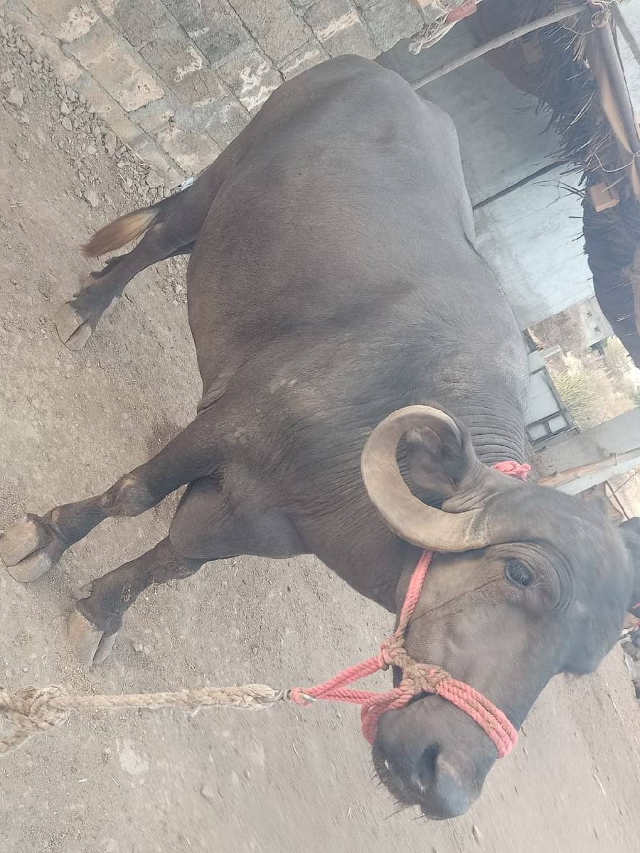 બિજુ વેતર વાયાણલ છ