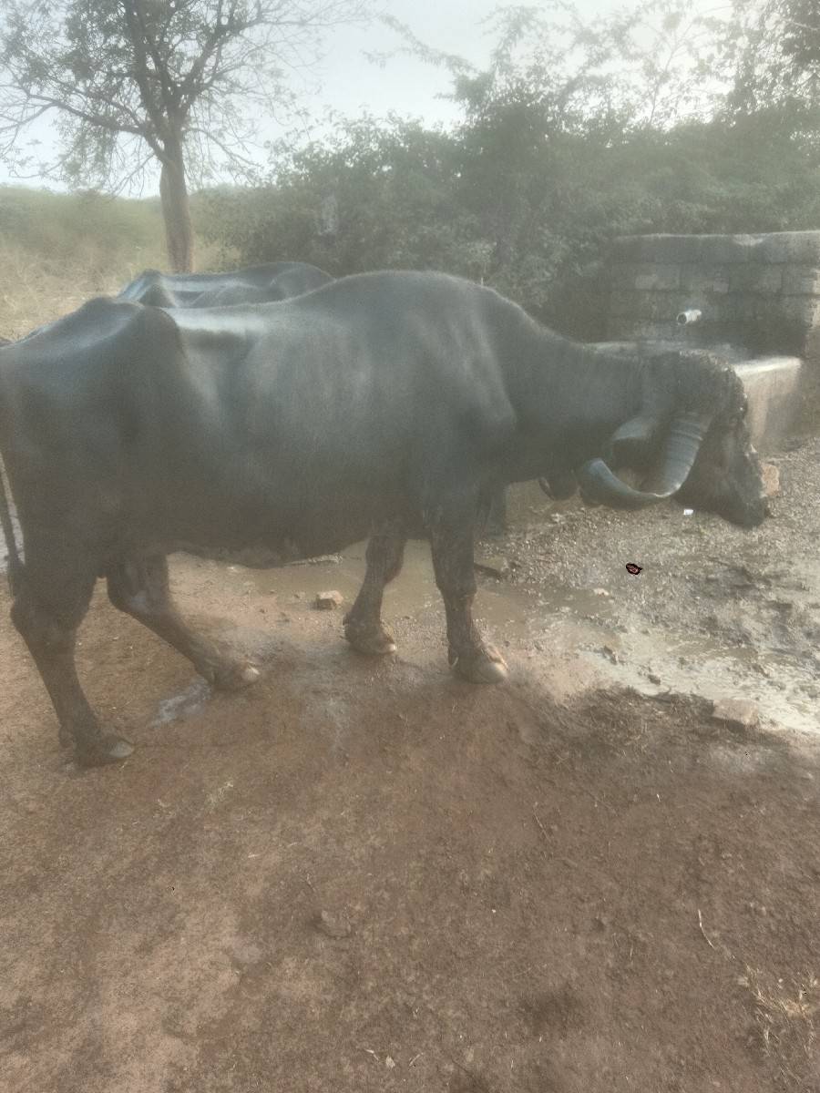 ભેંસ વેચવાની છે