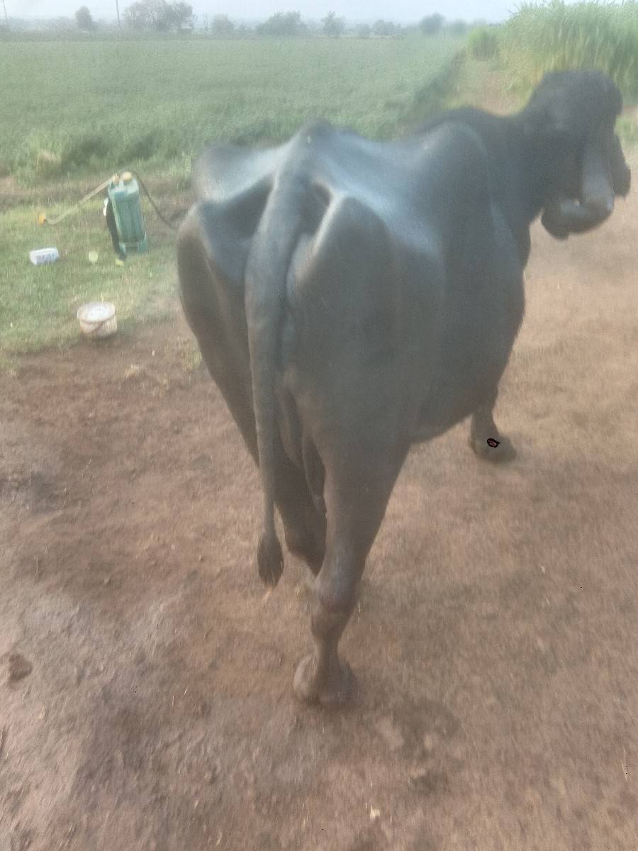 ભેંસ વેચવાની છે