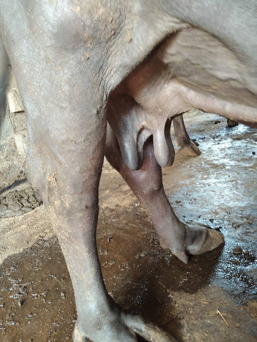 ભેંશ વેચવાની છે