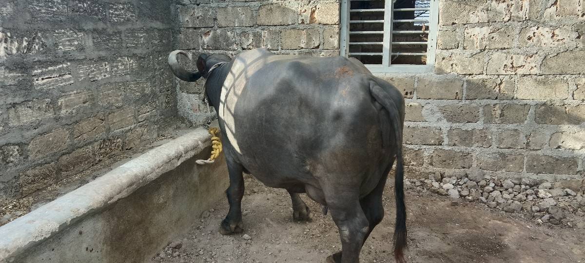 ભેંસ વેચવાની છે