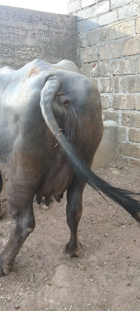 ભેંસ વેચવાની છે