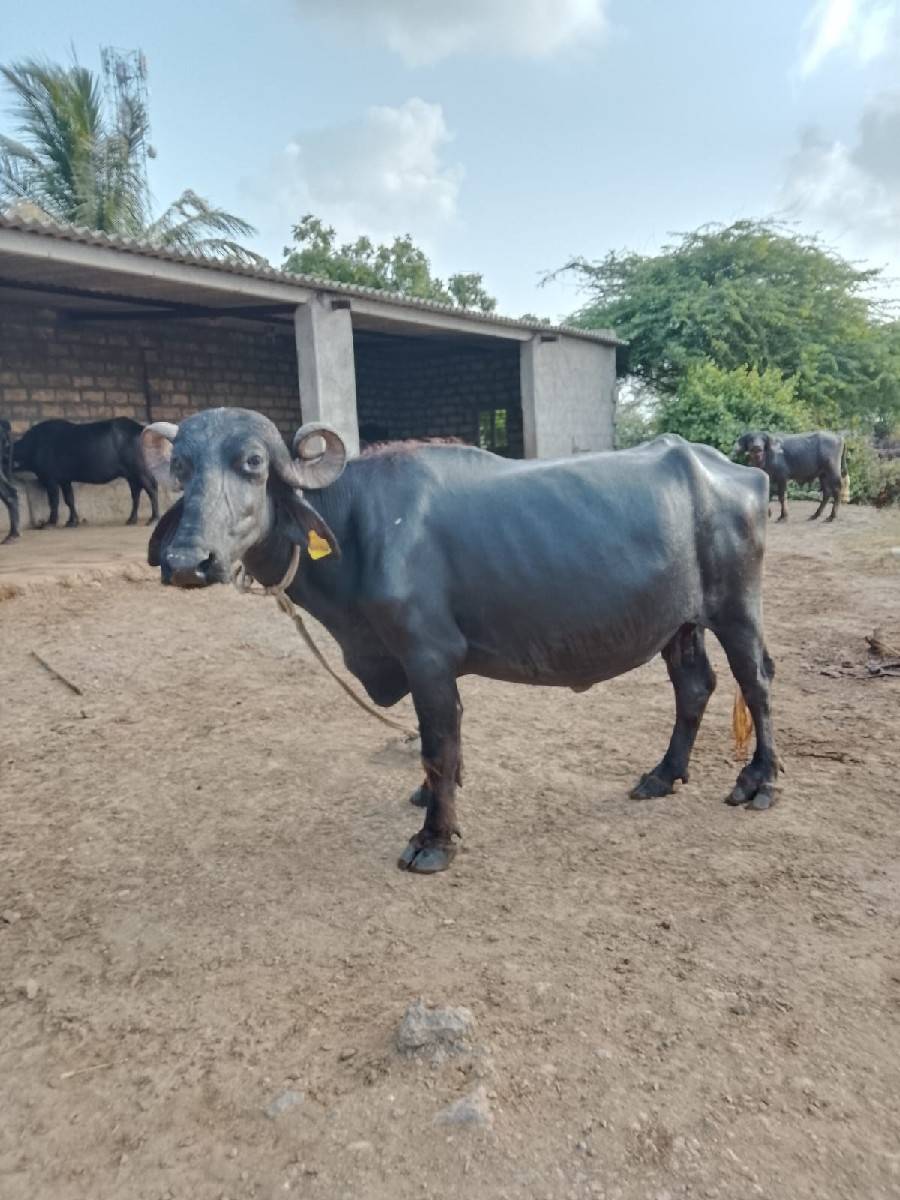 ખળેલી વેચવાની છે
