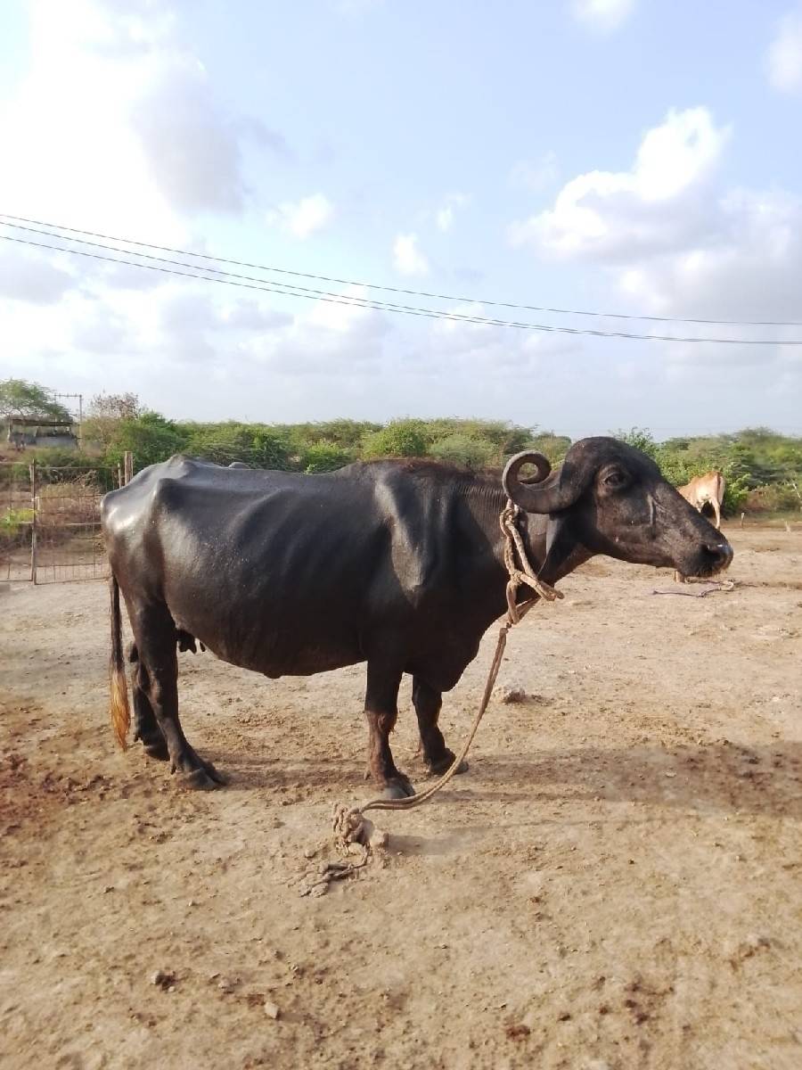ખળેલી વેચવાની છે