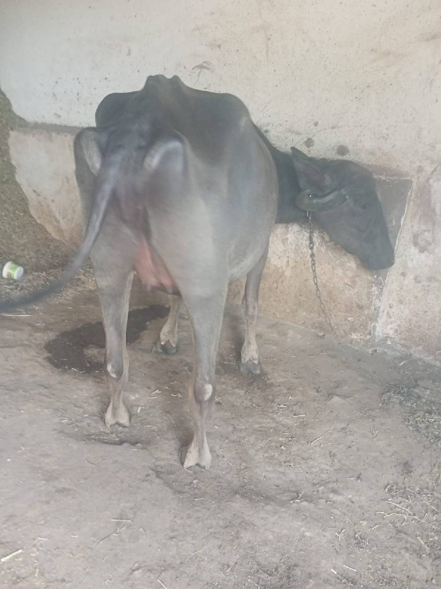 ખળેલી વેચવાની છે