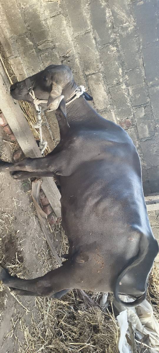 ભેશ વેચવાની છે